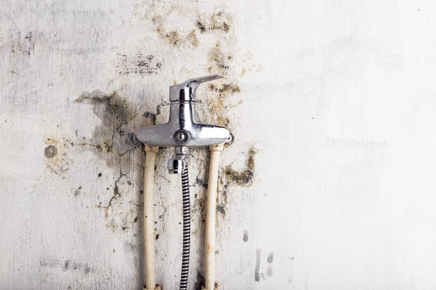 Best Basement Mold Remediation in Laurium, MI