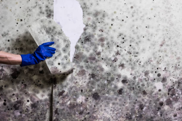 Best Bathroom Mold Remediation in Laurium, MI
